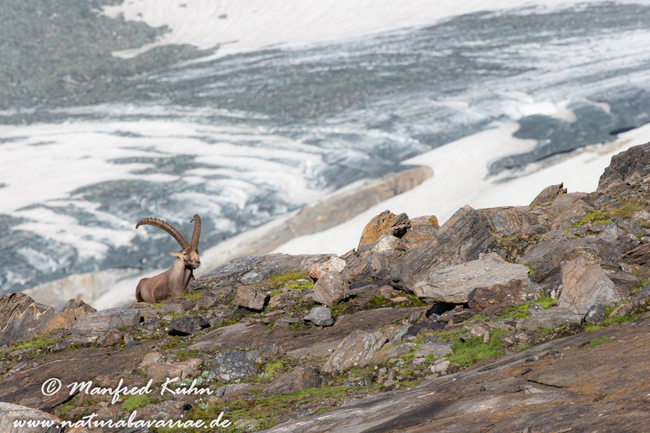Steinbock (Alpen-)_0130