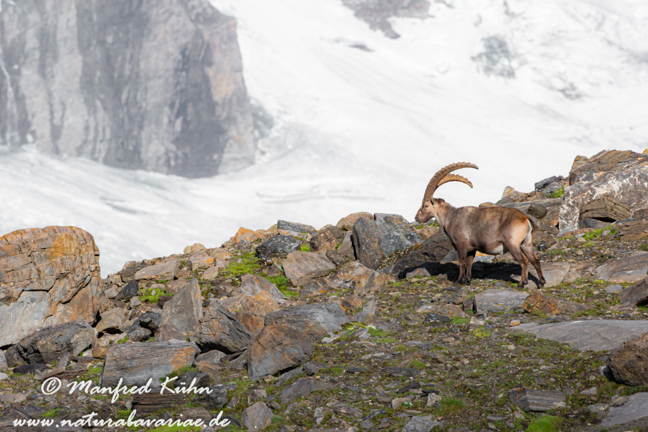 Steinbock (Alpen-)_0136