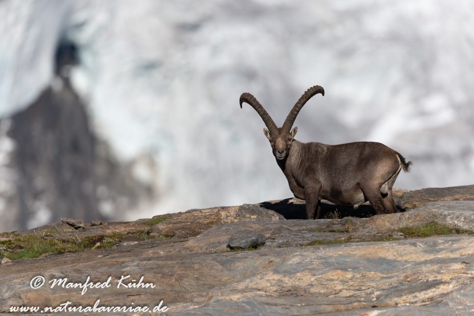 Steinbock (Alpen-)_0137