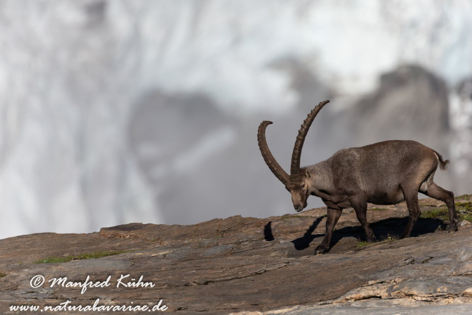 Steinbock (Alpen-)_0138i