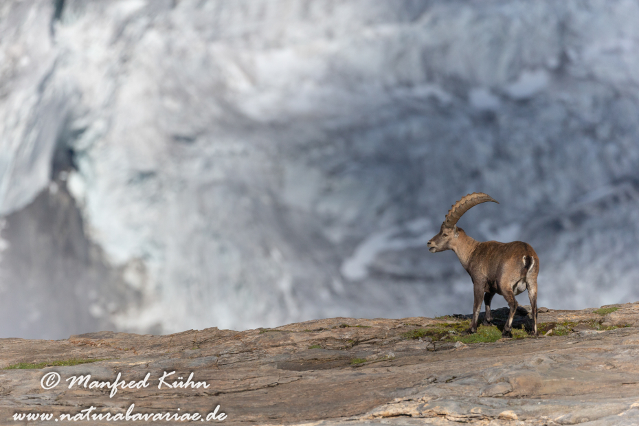 Steinbock (Alpen-)_0140