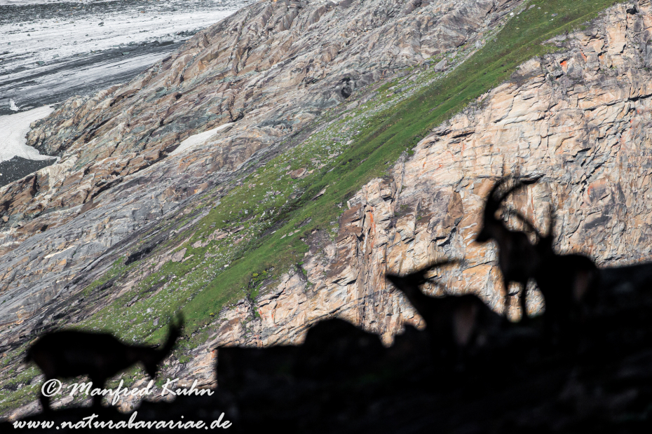 Steinbock (Alpen-)_0142
