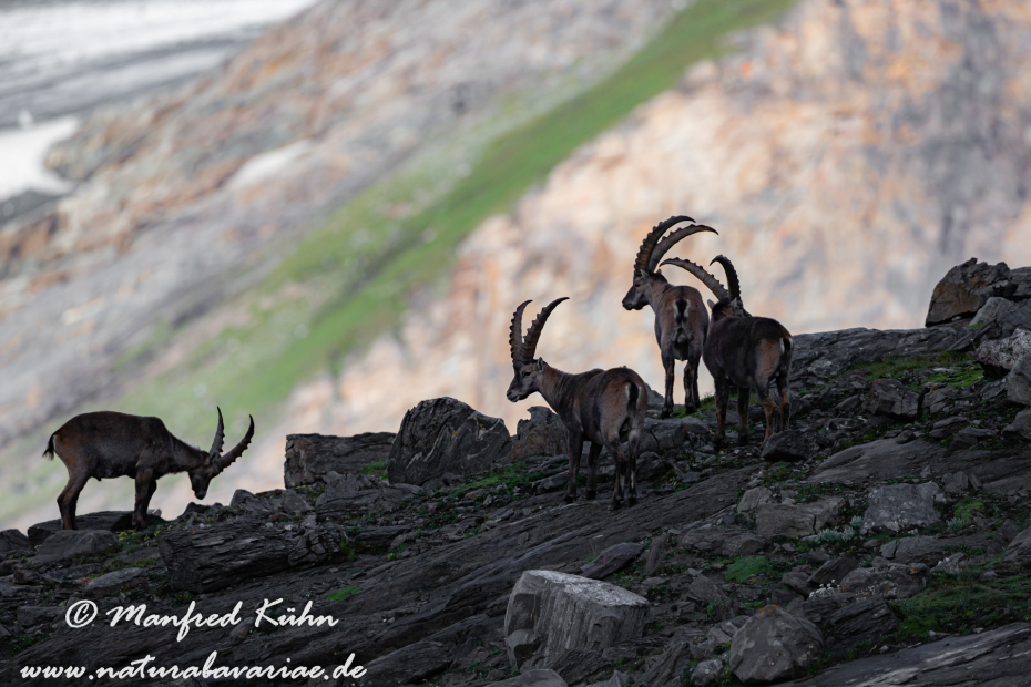Steinbock (Alpen-)_0143