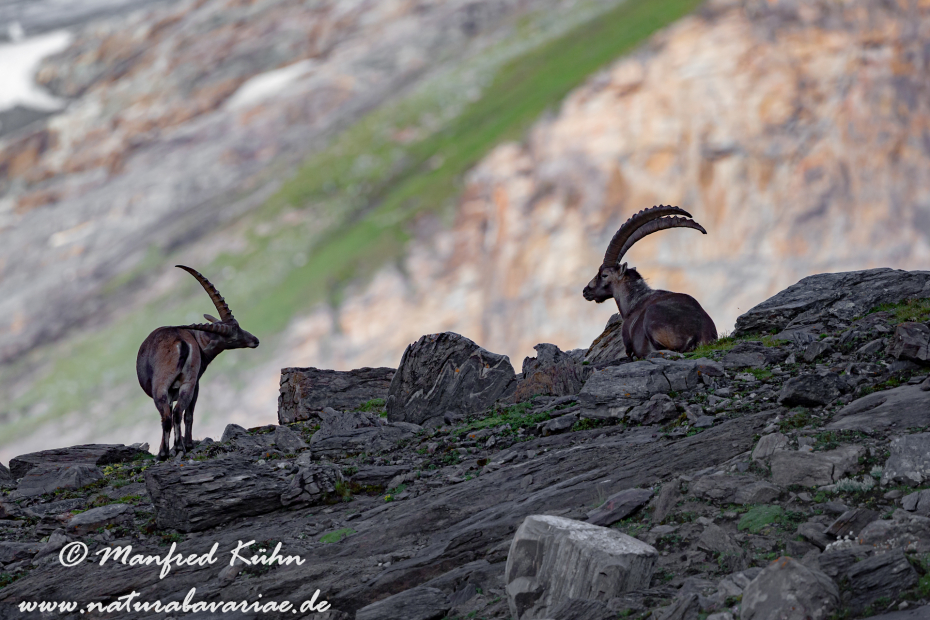 Steinbock (Alpen-)_0150