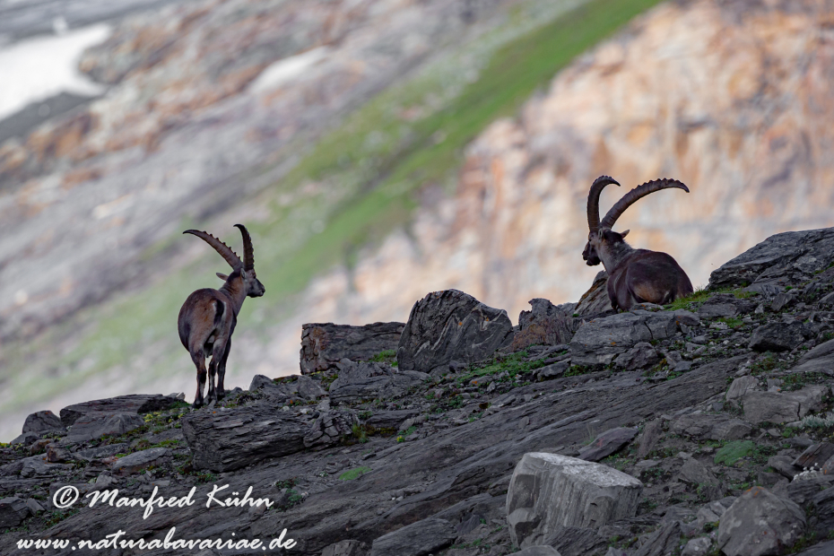 Steinbock (Alpen-)_0153