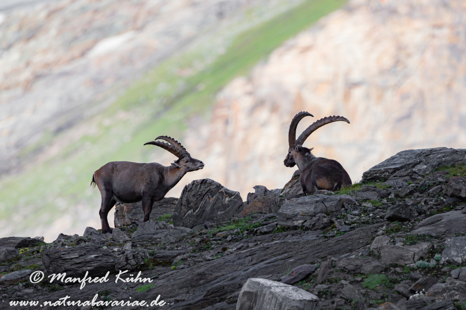 Steinbock (Alpen-)_0156