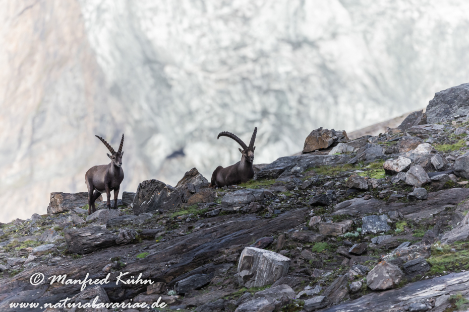 Steinbock (Alpen-)_0160