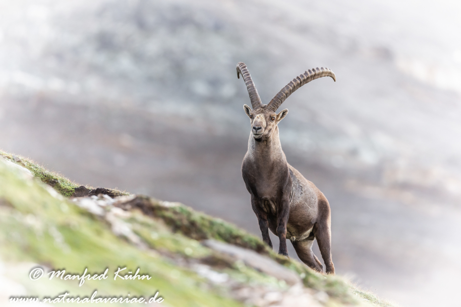 Steinbock (Alpen-)_0163