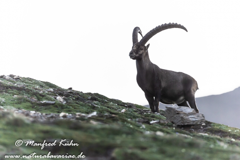 Steinbock (Alpen-)_0167