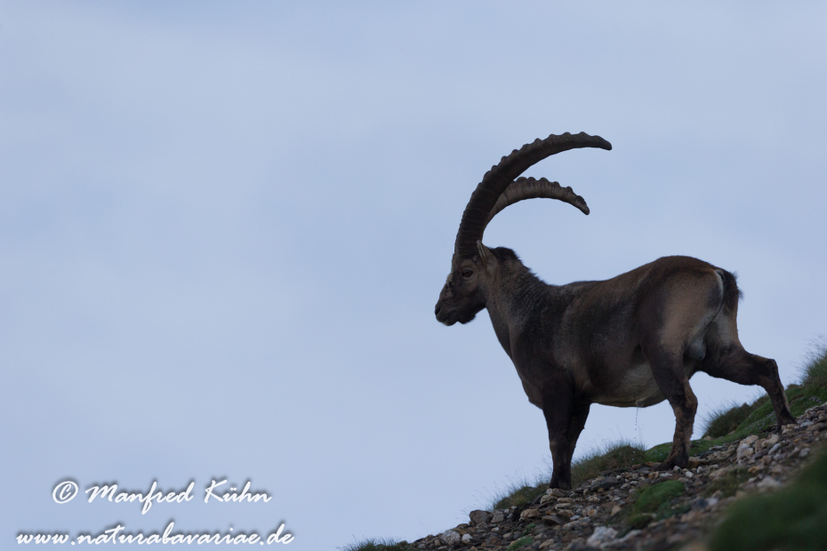 Steinbock (Alpen-)_0169