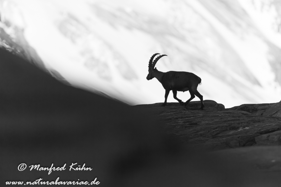 Steinbock (Alpen-)_0175