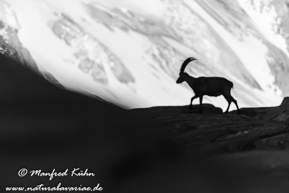 Steinbock (Alpen-)_0177
