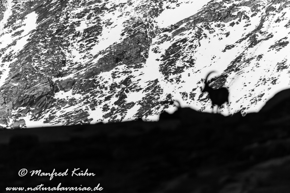 Steinbock (Alpen-)_0178