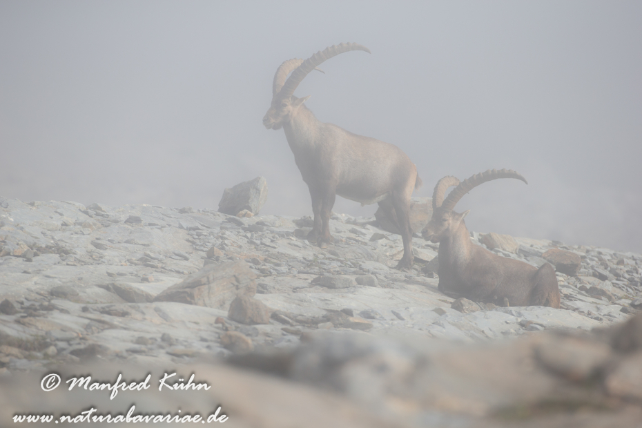 Steinbock (Alpen-)_0184