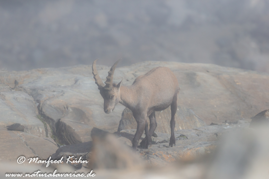 Steinbock (Alpen-)_0189