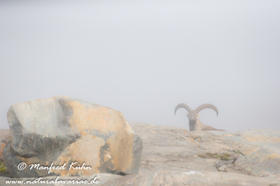 Steinbock (Alpen-)_0191