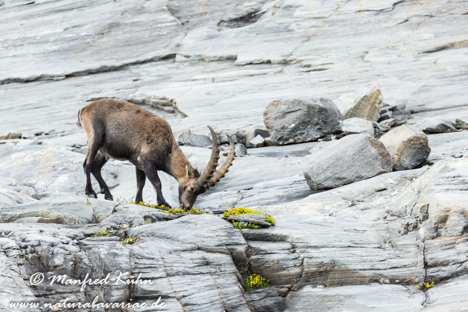 Steinbock (Alpen-)_0195