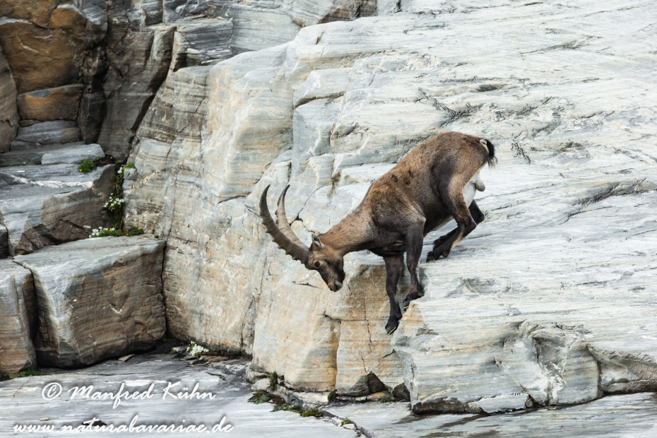 Steinbock (Alpen-)_0201