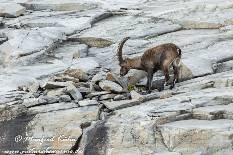 Steinbock (Alpen-)_0203