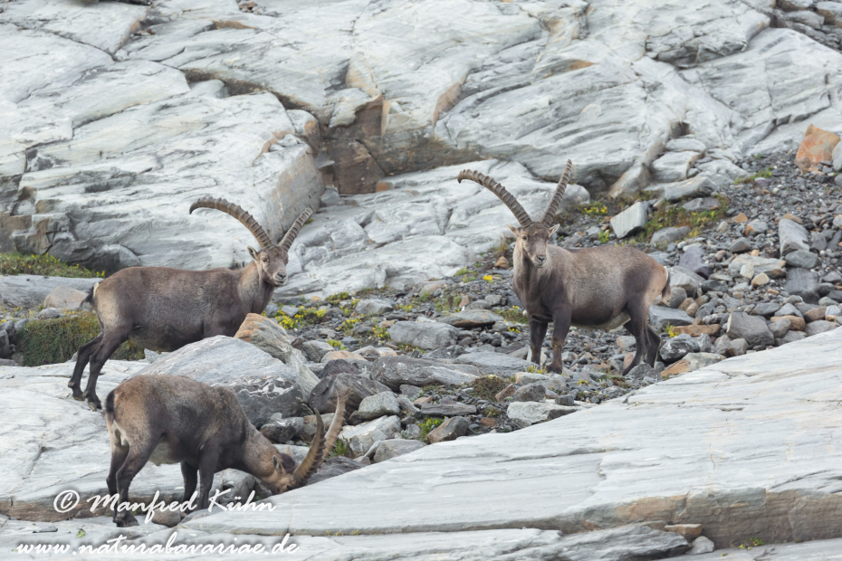 Steinbock (Alpen-)_0206