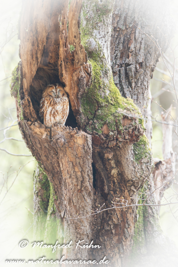Waldkauz ()_0039