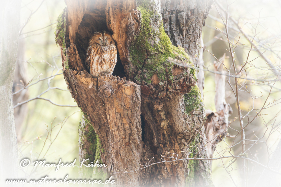 Waldkauz ()_0042
