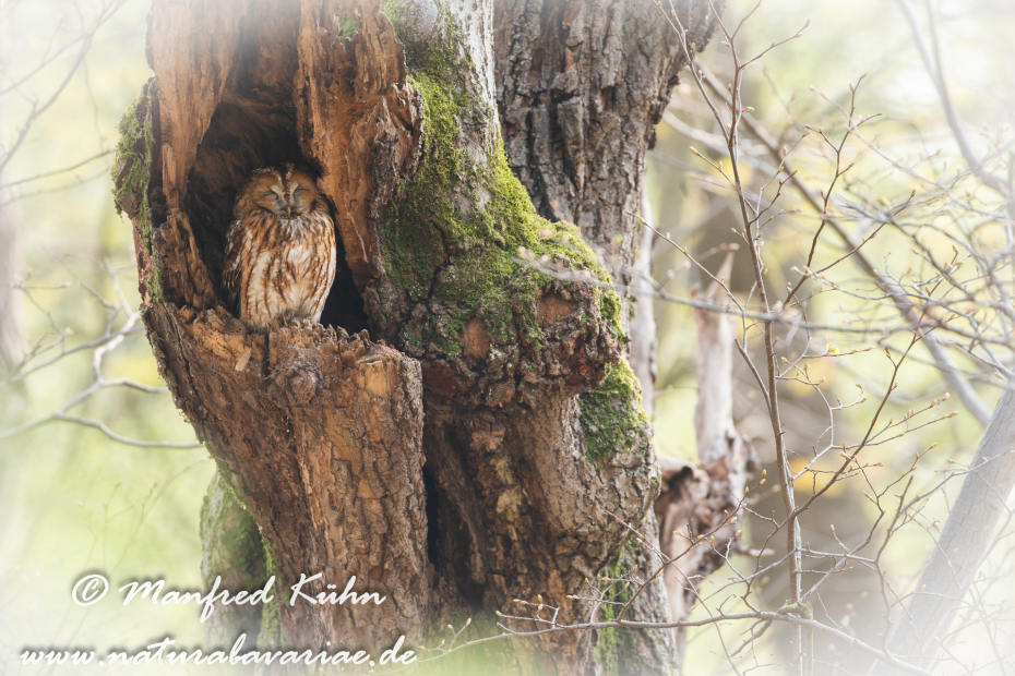 Waldkauz ()_0046