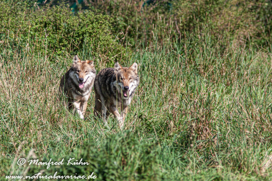 Wolf (Europäischer)_0063