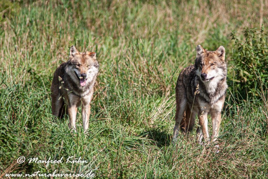 Wolf (Europäischer)_0064