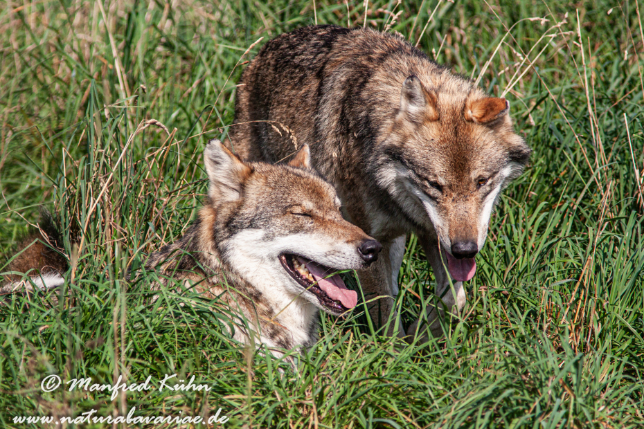 Wolf (Europäischer)_0066