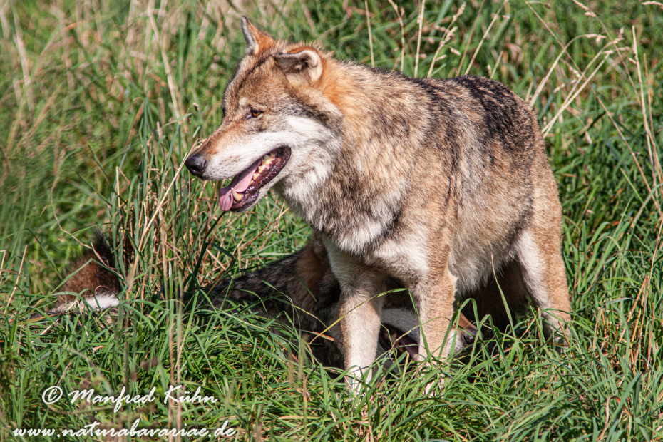 Wolf (Europäischer)_0067