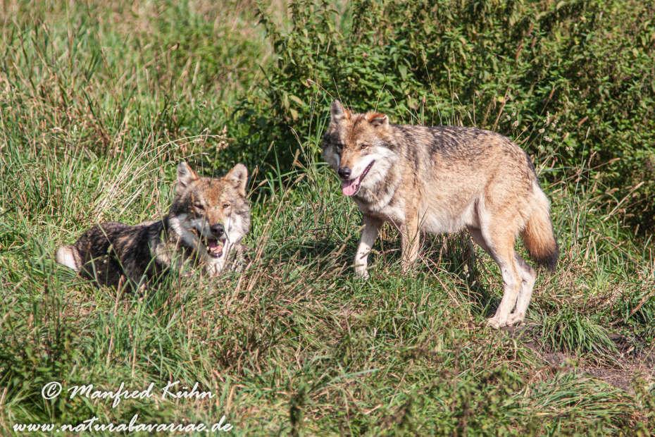 Wolf (Europäischer)_0084