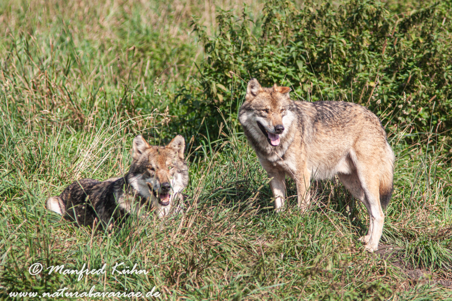 Wolf (Europäischer)_0086