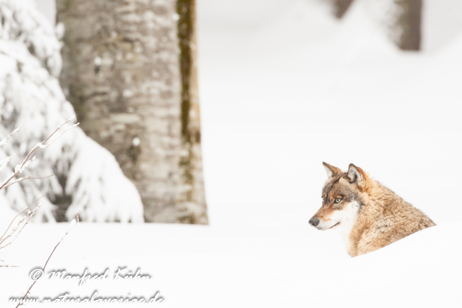 Wolf (Europäischer)_0093