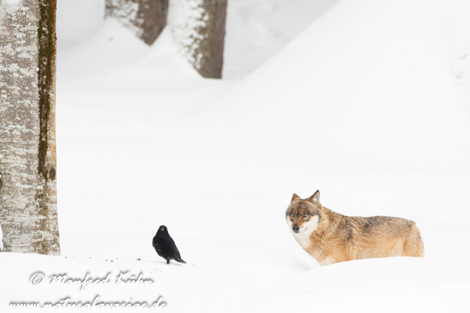 Wolf (Europäischer)_0098