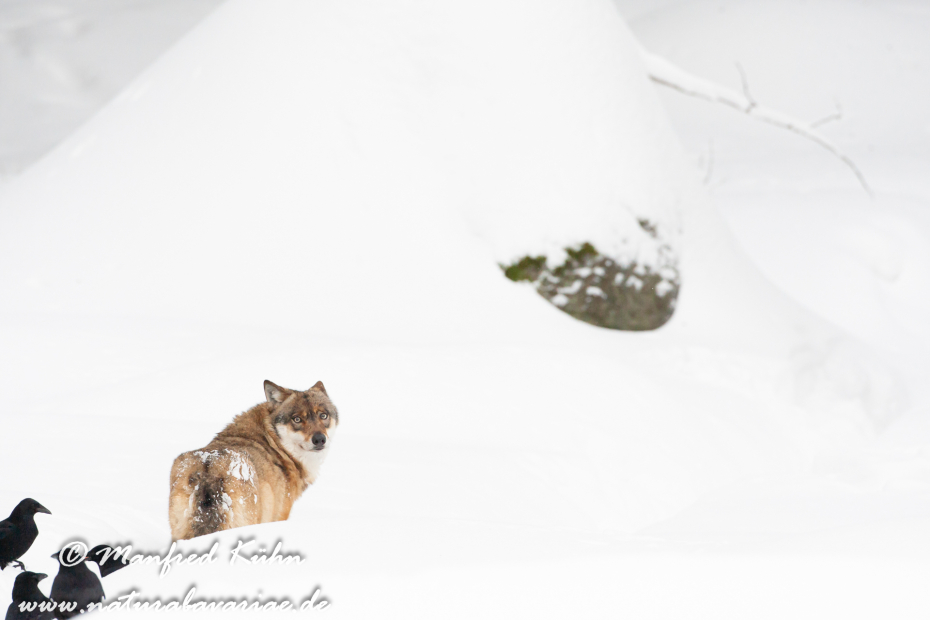 Wolf (Europäischer)_0099