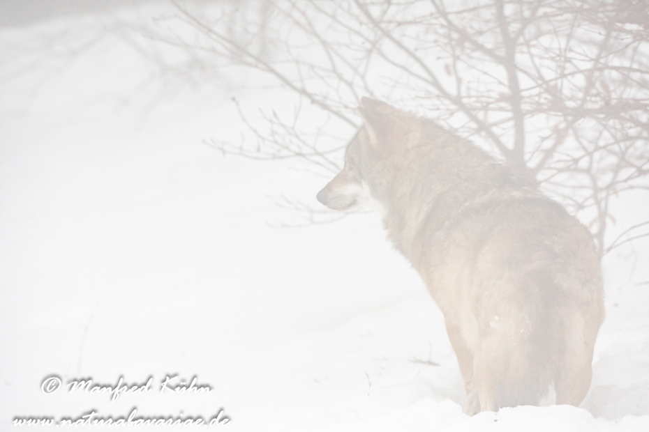 Wolf (Europäischer)_0107