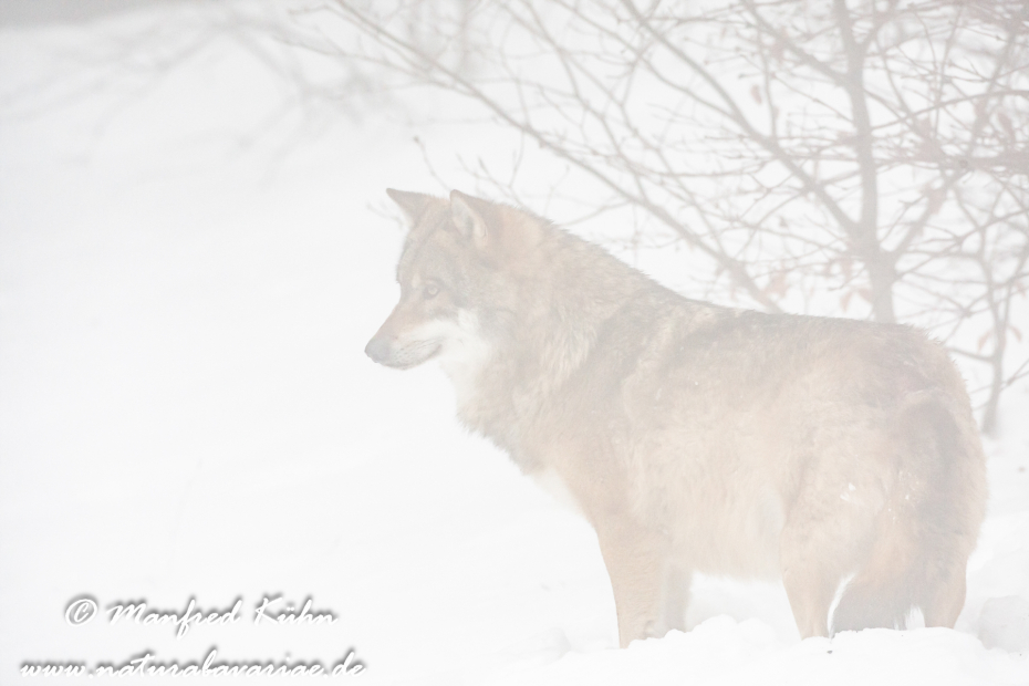 Wolf (Europäischer)_0110