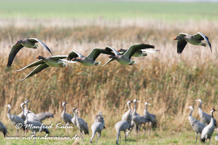 Graugans ()_0031