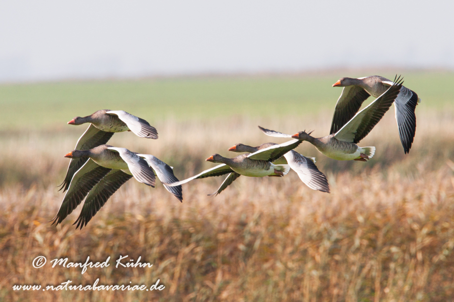 Graugans ()_0033