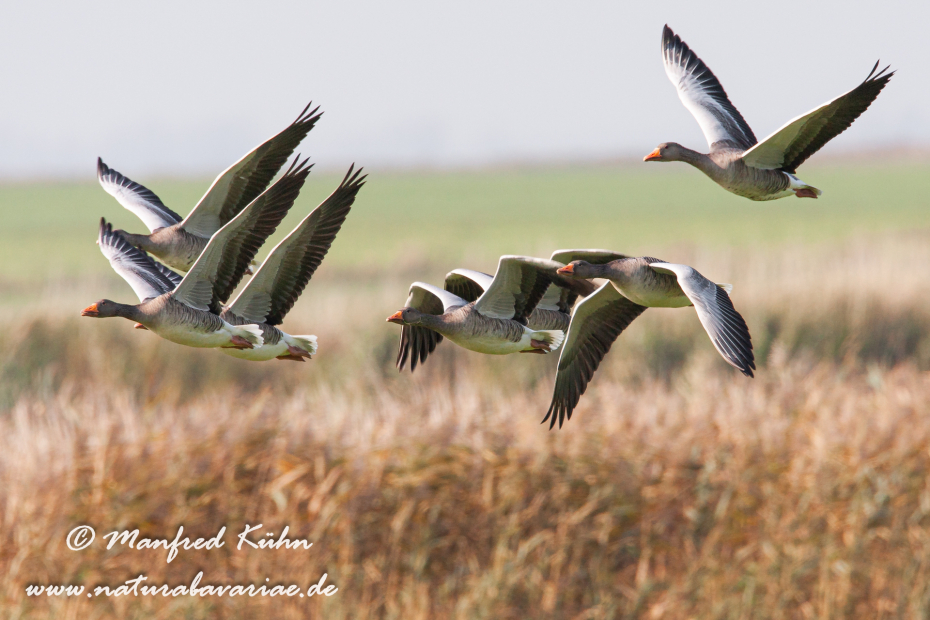 Graugans ()_0034