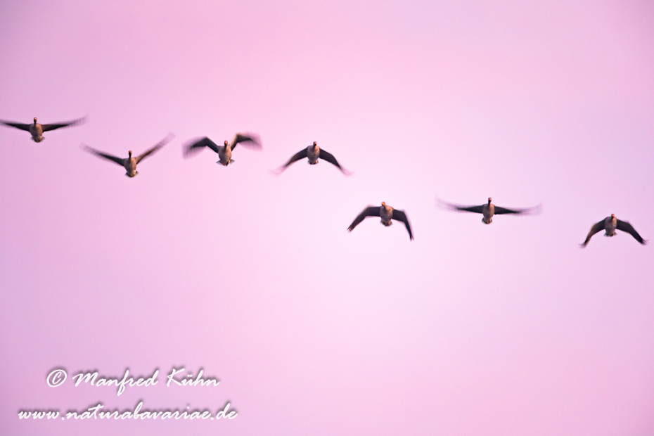 Graugans ()_0048