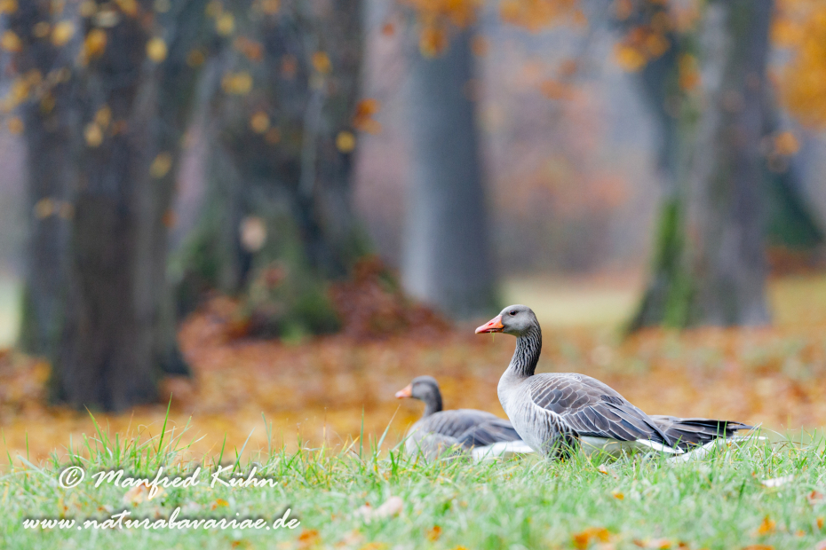 Graugans ()_0073
