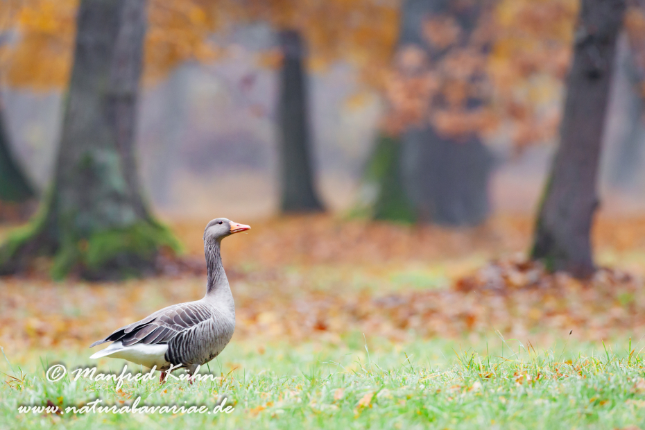 Graugans ()_0075