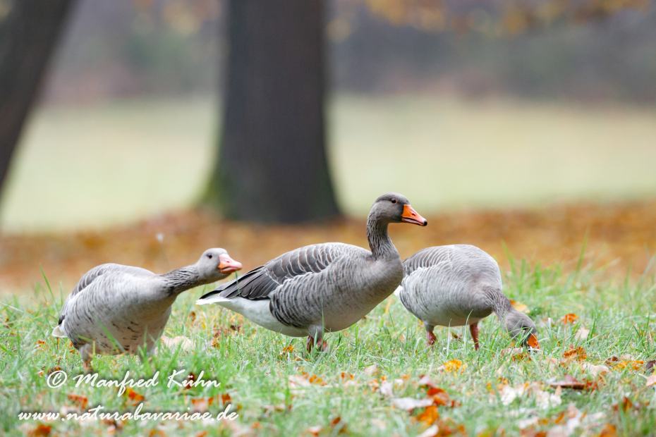 Graugans ()_0077