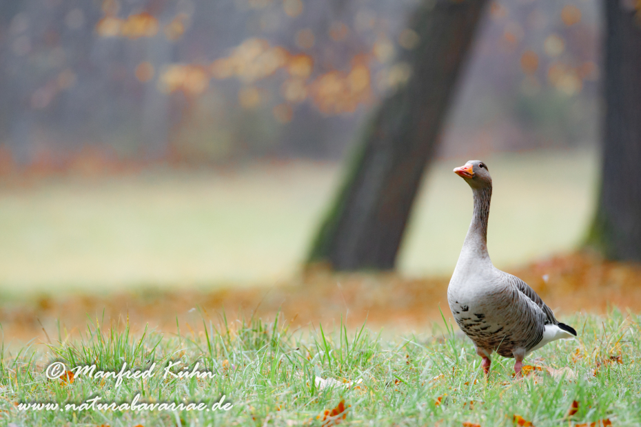 Graugans ()_0080