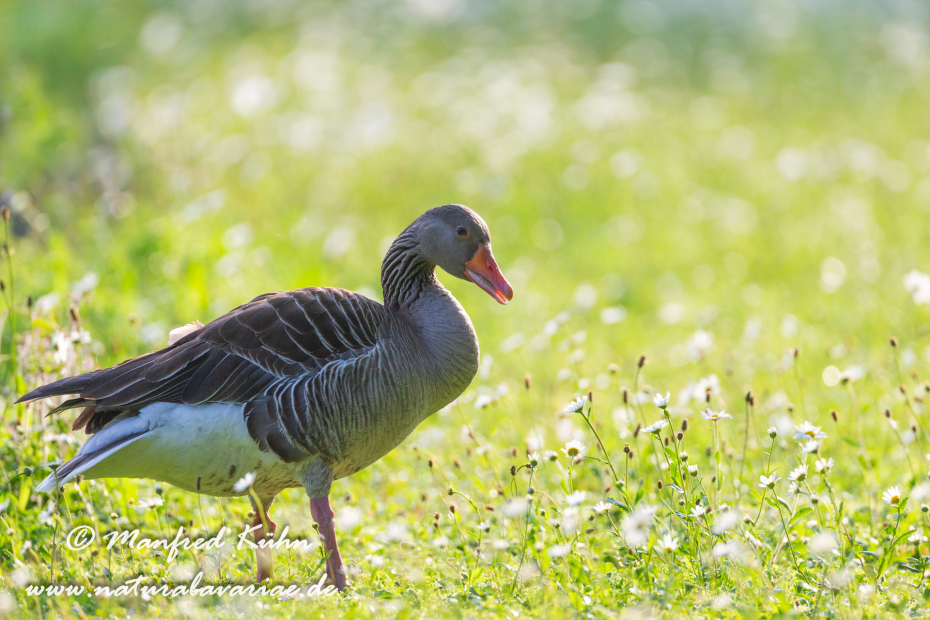 Graugans ()_0168