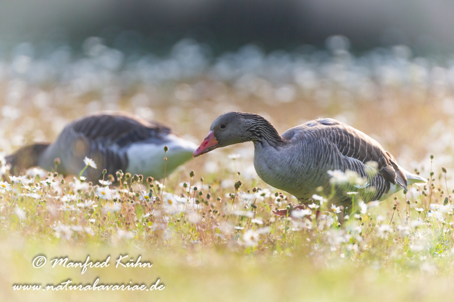 Graugans ()_0173