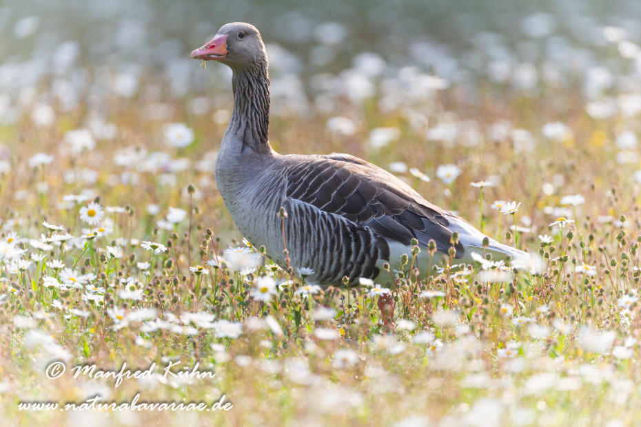 Graugans ()_0176