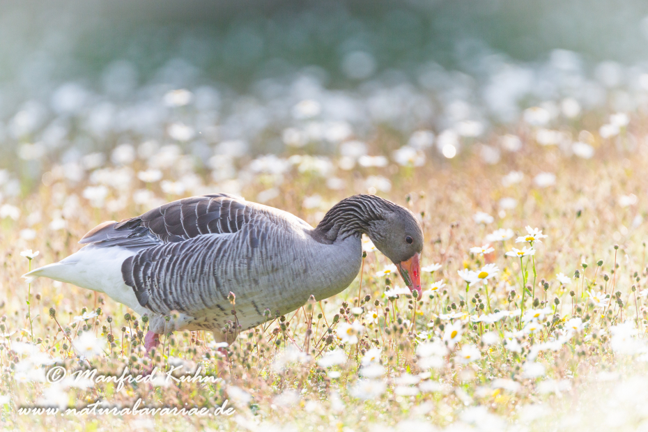 Graugans ()_0179